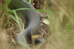 Coluber constrictor constrictor