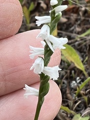Spiranthes tuberosa