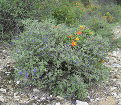 Salvia thymoides