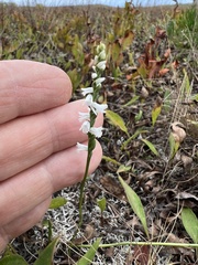 Spiranthes tuberosa