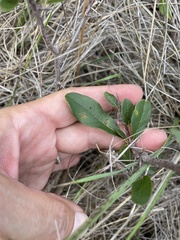 Sideroxylon lanuginosum