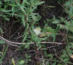 Eurema elathea