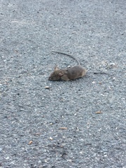 Rattus rattus