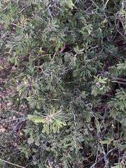 Calliandra eriophylla