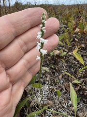 Spiranthes tuberosa