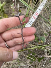 Sideroxylon lanuginosum