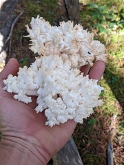 Hericium coralloides