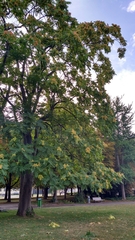 Ailanthus altissima