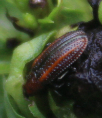 Microrhopala vittata