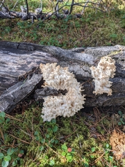 Hericium coralloides