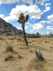 Yucca brevifolia