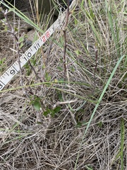 Sideroxylon lanuginosum