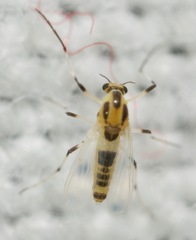 Cricotopus sylvestris