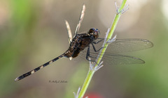 Erythemis plebeja