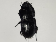 Pasimachus sublaevis