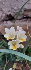 Freesia