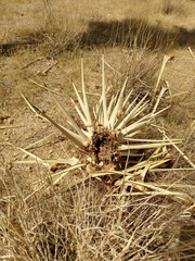 Yucca brevifolia