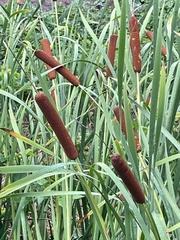 Typha