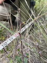 Sideroxylon lanuginosum