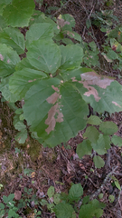 Hamamelis virginiana