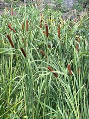 Typha