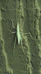 Oecanthus niveus
