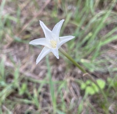 Zephyranthes chlorosolen