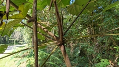 Vernicia fordii