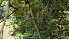 Vernicia fordii