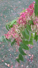 Ailanthus altissima