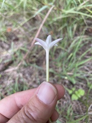 Zephyranthes chlorosolen