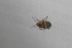 Pseudoedophrys hilleri