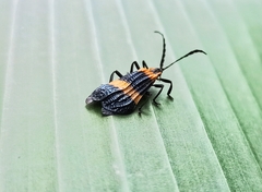 Calopteron bifasciatum