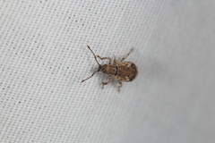 Pseudoedophrys hilleri
