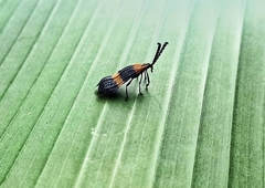 Calopteron bifasciatum