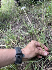 Zephyranthes chlorosolen
