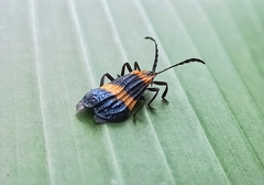 Calopteron bifasciatum