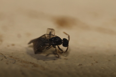 Tetramorium atratulum