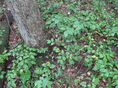 Prosartes lanuginosa