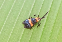 Calopteron bifasciatum