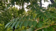 Ailanthus altissima