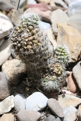 Mammillaria albicans