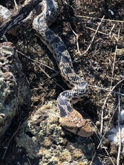 Pituophis catenifer deserticola