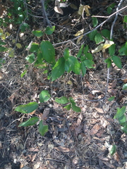Calycanthus occidentalis