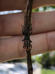 Diaprepes abbreviatus