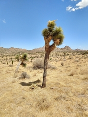 Yucca brevifolia