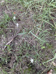 Zephyranthes chlorosolen