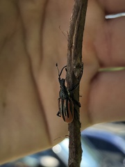 Diaprepes abbreviatus