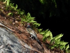 Colaptes auratus luteus