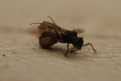 Tetramorium atratulum